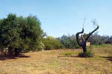 GRAFICO 5 - Percentuale di campioni di Ogliarola salentina (OG) e Leccino (LC) positivi-negativi all analisi a Xylella fastidiosa Foto 2 Pianta di Leccino in buono stato vegetativo (a sinistra) e