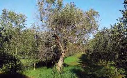 Presenza di resistenza nella cv FS-17 Grande interesse ha destato il ritrovamento nell estate del in un area gravemente affetta in agro di Sannicola (Lecce) di un oliveto plurivarietale dell età di