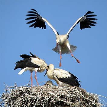 20 giugno, i primi grandi salti sul nido (foto Enrico