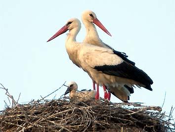 25 APRILE I due genitori cominciano portare cibo, rigurgitandolo sul fondo del nido: segno che si stanno schiudendo le uova, anche se per vedere i pulcini ci vorrà qualche giorno.