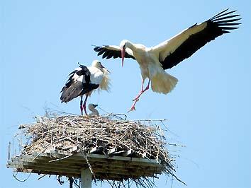 I genitori si scambiano al nido (Foto Maurizio Forti) GIUGNO Nelle settimane successive, prosegue l'allevamento del giovane che cresce molto velocemente, essendo solo e come al solito alimentato da