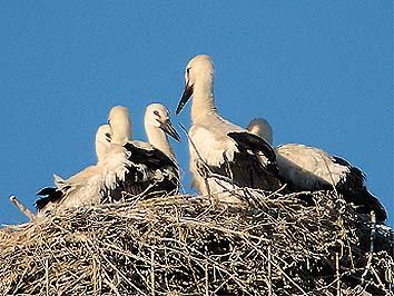 11 giugno, i 5 pulcini nel nido (foto Maurizio Forti) 26 GIUGNO