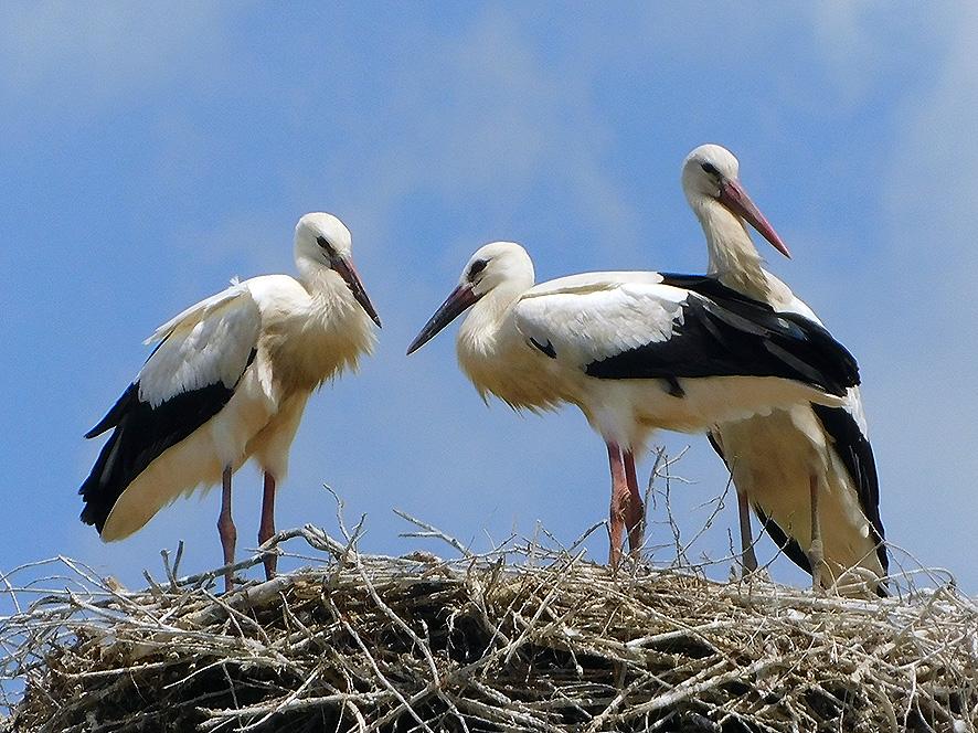 11 GIUGNO I pulcini, che hanno circa 50 giorni, sono 3; cominciano i primi "salti" sul nido.