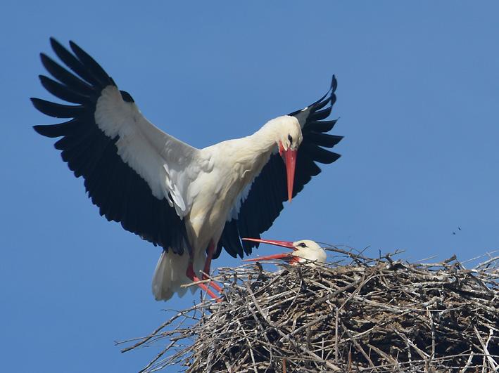 12 marzo, la coppia sul nido (foto Franco Marmugi) 15 MARZO Probabile deposizione delle uova e inizio