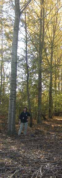 tali tronchi, in fase di trasformazione in semilavorati, sono in grado di fornire più alte rese produttive rispetto a piante derivanti dalle piantagioni di pioppo tradizionali (Castro et al. 2013).