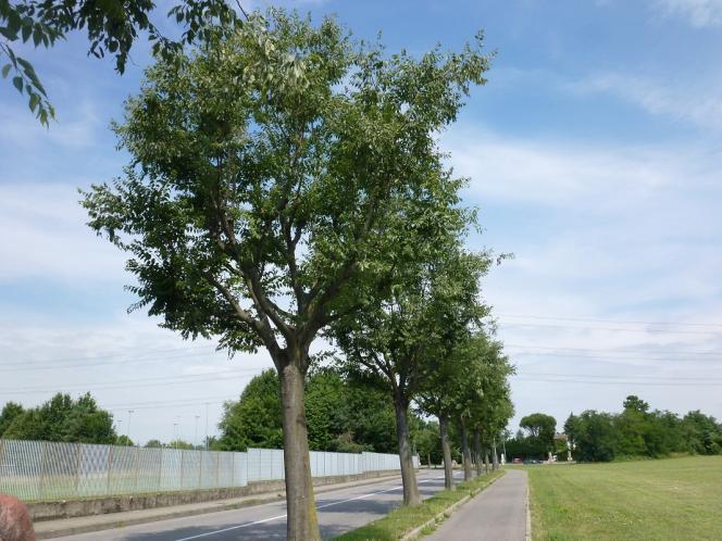 È una bella via che descrive un ampio arco e congiunge viale Monte Resegone con via Matteotti.