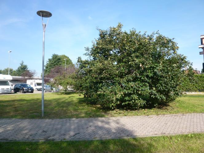 Foto 5 Proseguendo nell ampio spazio di fronte alle abitazioni e dirigendosi verso il parcheggio sul retro della Posta, si notano un grande Ciliegio della Virginia (Prunus serotina), un