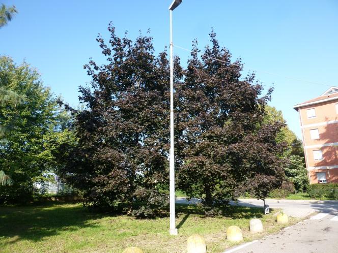 Foto Foto 77 Distanziati da questi, quattro grandi Olmi (Foto 8), molto vicini fra loro a formare un quadrilatero, e infine due Catalpe (Catalpa bignoniodes) e