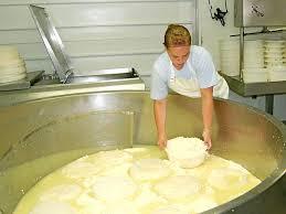 Bovina da latte a seguito di stress da caldo presenta calo della produzione di latte e