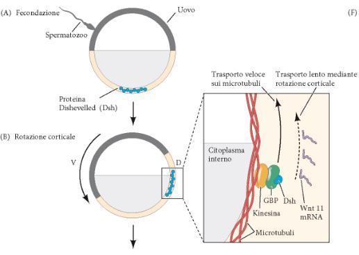 Meccanismo di stabilizzazione della B-catenina nella regione dorsale della blastula Fecondazione e rotazione corticale Proteine