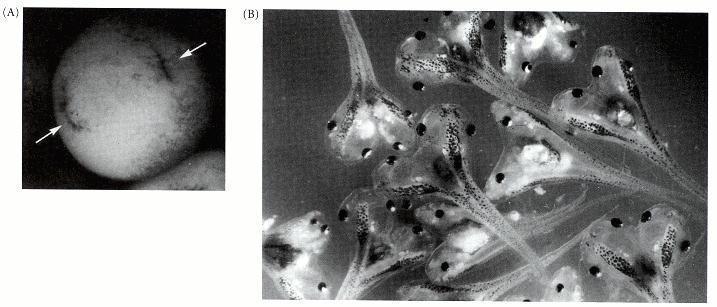 Black and Gerhart (1985, 1986) let the initial sperm-directed rotation occur, but then immobilized eggs in gelatin and gently centrifuged them so that the internal cytoplasm would flow toward the