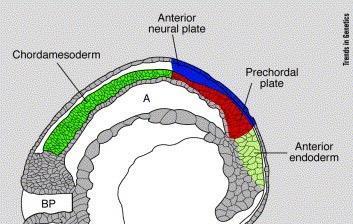 Inibitori del segnale Wnt prodotti da endoderma