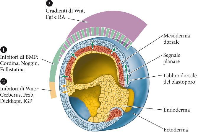 Segnali Wnt e acido retinoico (RA) modellano il tronco Gradienti di proteine Wnt e RA (fattori di caudalizzazione) regolano la specificazione dell asse