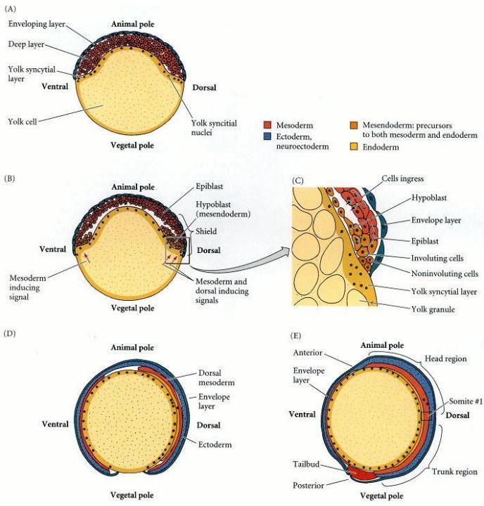 La gastrulazione nei pesci (zebrafish) 1- Epibolia delle cellule del blastoderma guidato da cellule dello strato sinciziale del tuorlo (YSL) che si espandono sulla superficie della cellula del tuorlo.