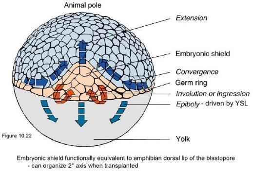 Cellule dell ipoblasto e dell epiblasto si intercalano mediante processi di estensione convergente nella regione
