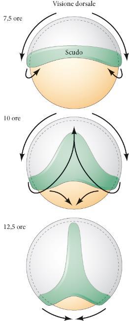 cordomesoderma (scudo embrionale equivalente funzionale del LDB) Movimenti di estensione convergente del