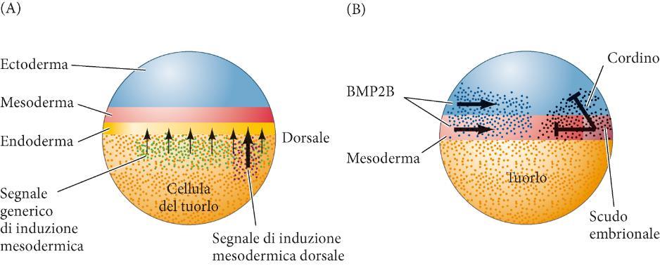 Formazione degli assi