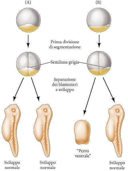 L uovo di anfibio è asimmetrico HP: esistenza di sostanze citoplasmatiche nell uovo ripartite