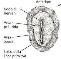 FORMAZIONE DEL SOLCO PRIMITIVO E NODO DI HENSEN Mentre stria primitiva si allunga, si forma una depressione, il SOLCO PRIMITIVO L estremità anteriore della stria primitiva presenta un ispessimento,