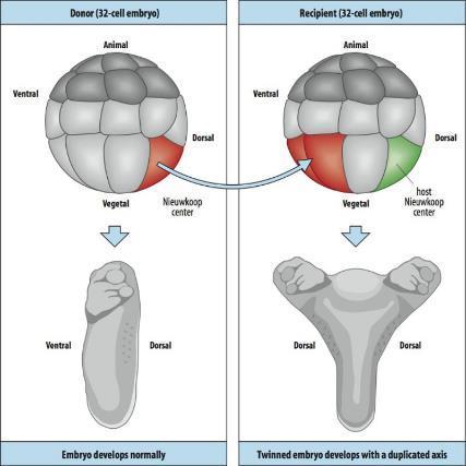 Trapianto di cellule vegetative dorsali in parte