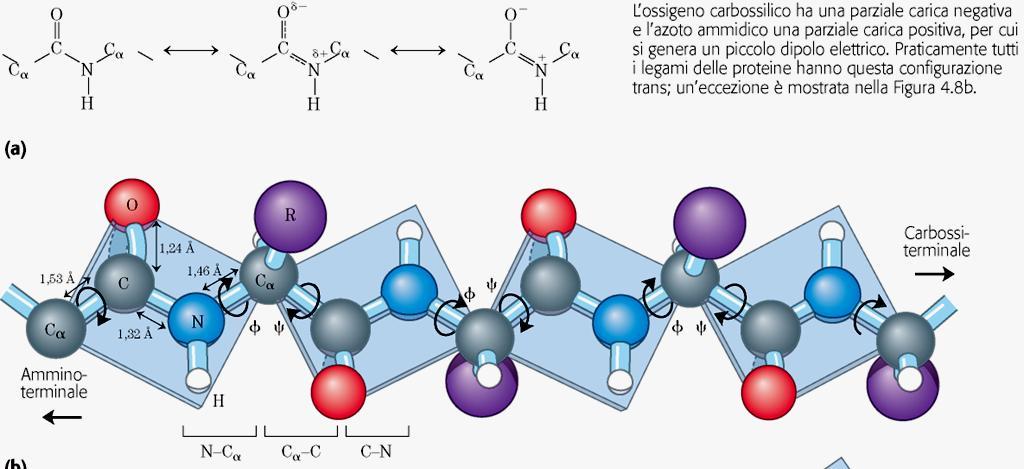 Il legame peptidico è rigido e