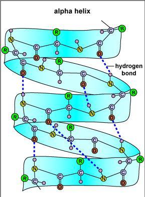 Legami H fra l atomo di idrogeno legato all azoto di un legame peptidico e l ossigeno carbonilico del 4 residuo