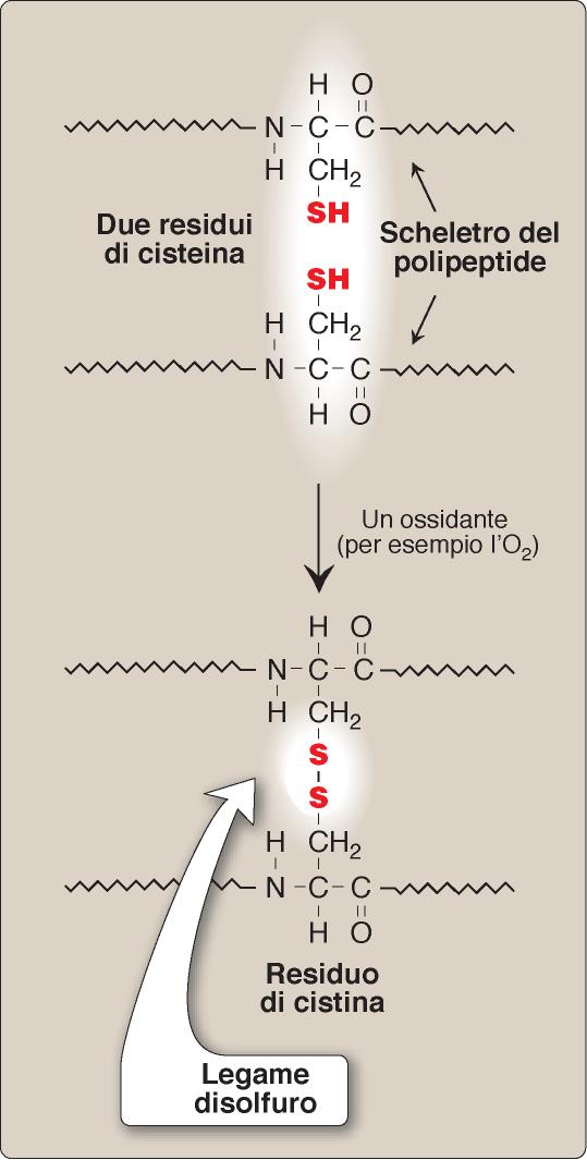 In molte proteine sono presenti PONTI