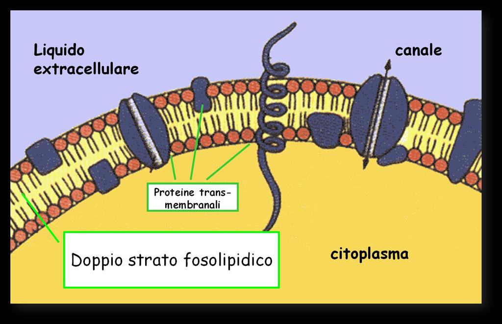 STRUTTURA