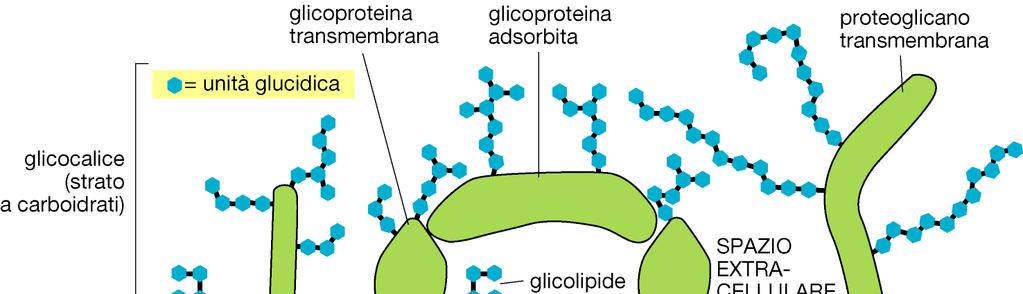 FORMAZIONE DEL GLICOCALICE