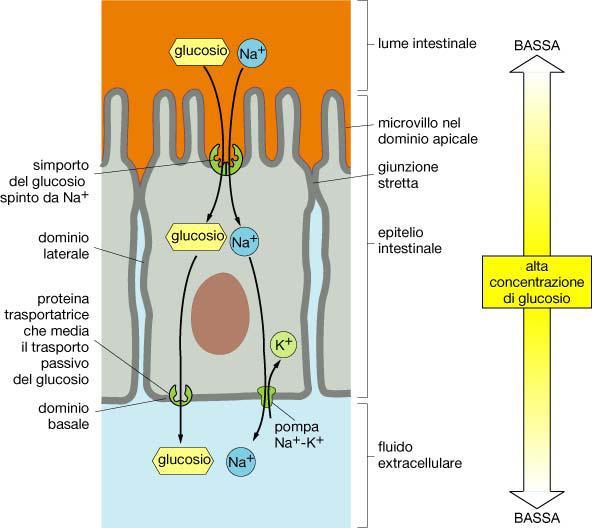 LE PROTEINE VETTRICI: IL TRASPORTO ATTIVO Il trasporto attivo contro gradiente elettrochimico riveste un ruolo fondamentale nel mantenimento della composizione ionica intracellulare e per importare