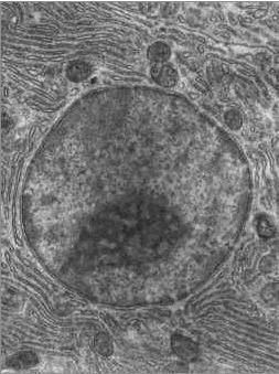 CITOPLASMA Il citoplasma è la sostanza viscosa compresa tra la membrana cellulare e l'involucro nucleare; è formata da acqua, sali minerali e sostanze