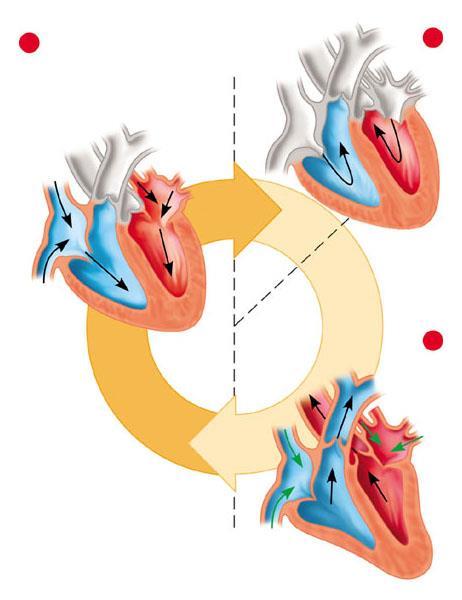 SISTEMA CIRCOLATORIO 14 Efflusso: continua la contrazione dei ventricoli e continua ad aumentare la pressione al loro interno.