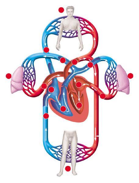 Nel sistema cardiovascolare il sangue segue una doppia circolazione: Circolazione polmonare o piccola circolazione, si svolge tra cuore e polmoni Il sangue povero di O 2 e ricco di CO 2 va a