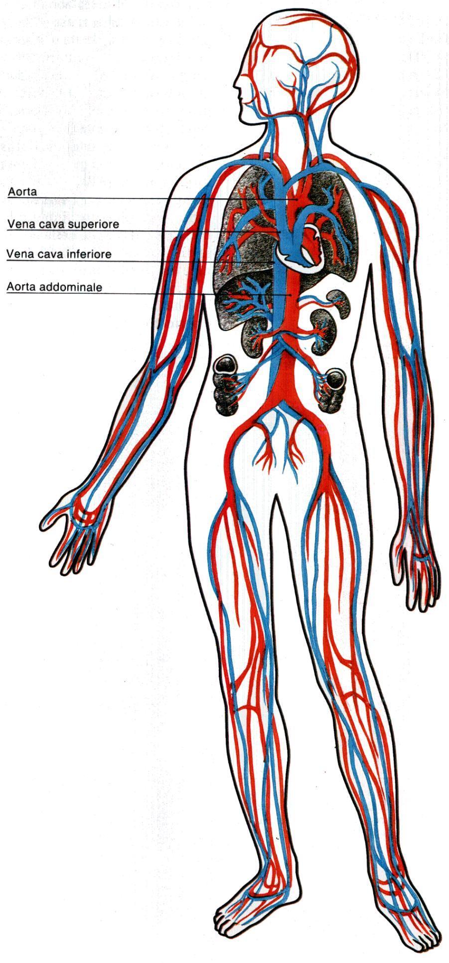 VASI SANGUIGNI I vasi sanguigni che escono dal cuore (flusso in direzione centrifuga) si chiamano arterie I vasi sanguigni che entrano nel cuore (flusso in direzione centripeta) si chiamano vene