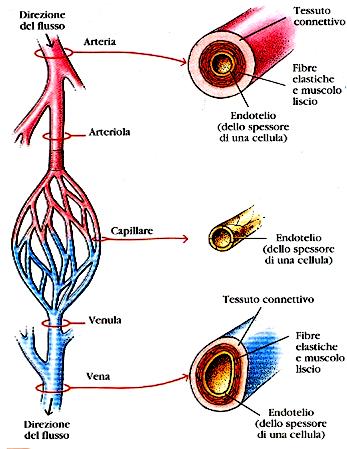 Le arterie, ove maggiore è la pressione del sangue, hanno pareti più spesse ed