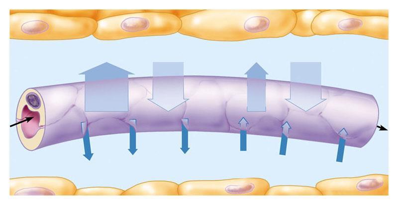 Molecole di piccole dimensioni (O 2, CO 2 ) diffondono semplicemente attraverso l endotelio, secondo il loro gradiente di concentrazione Molecole più grosse (glucosio, sali minerali) diffondono