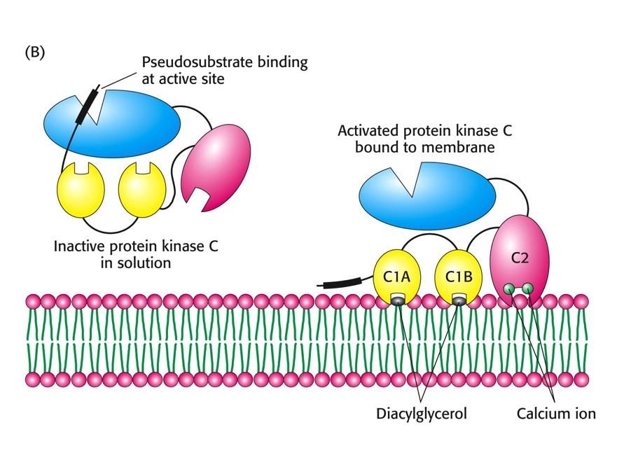 Traduzione e amplificazione del segnale: la protein chinasi C Le molecole generate dagli enzimi amplificatori