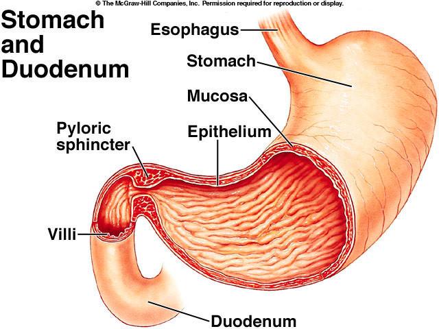 Stomaco: Nomenclatura dei distretti gastrici ESOFAGO STOMACO E