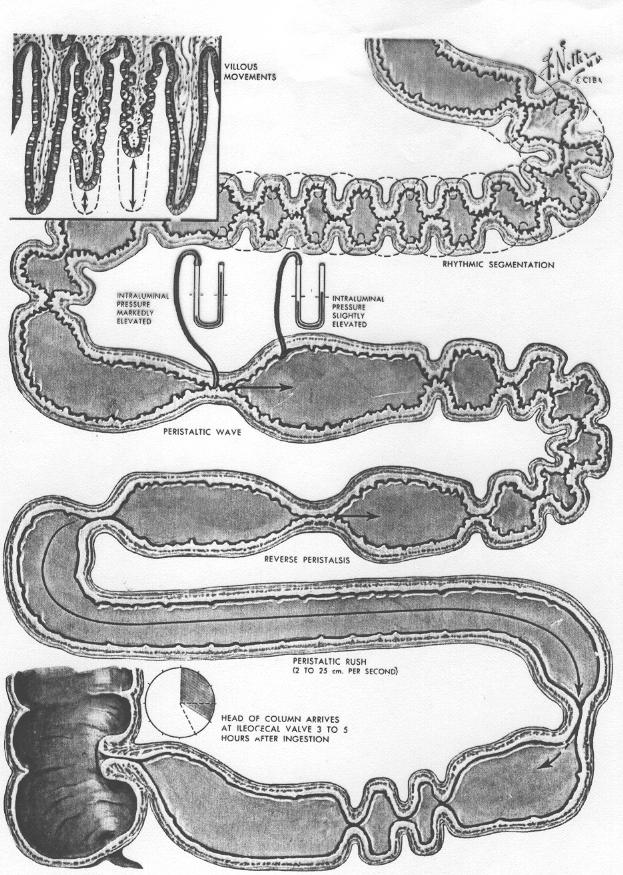 Intestino tenue: Motilità Movimenti peristaltici di segmentazione e di propulsione.