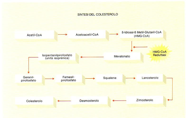 Fegato: sintesi del