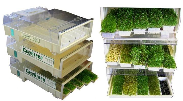 microgreens: autoproduzione Kit