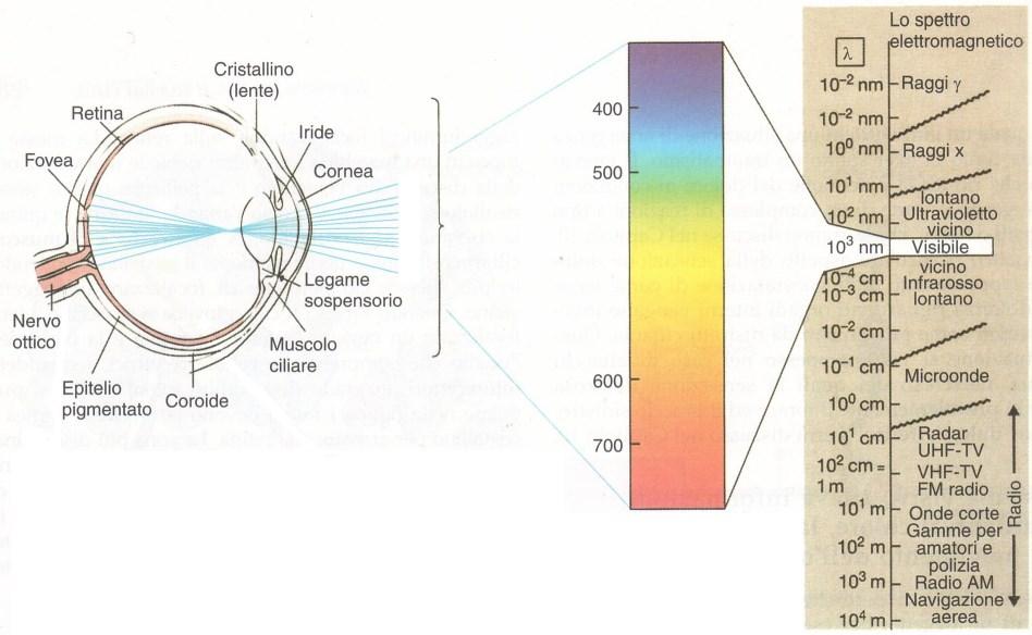 Le immagini Le immagini sono il risultato di emissioni di segnali elettromagnetici di sorgenti autonome o riflessioni di segnali elettromagnetici di oggetti illuminati da sorgenti emittenti uno