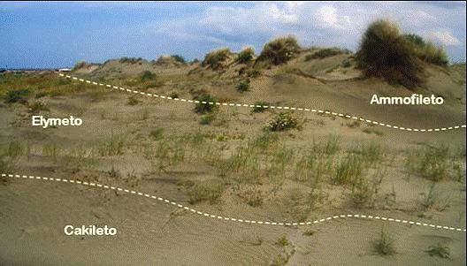 della duna costiera. Sono in grado di dare origine ad accumuli di sabbia alti fino a 30 cm ogni anno.