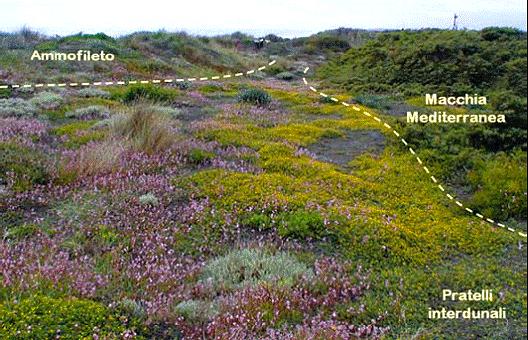 Successivamente, dietro le dune embrionali, l'accumulo dei residui vegetali, il loro apporto di nitrati e il compattamento del suolo favoriscono l'ulteriore insediamento di diverse altre specie