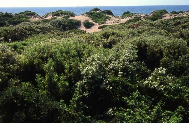 fase arbustiva come in Sardegna dove sono presenti i più ampi sistemi dunali costieri, quasi la totalità di quelli italiani. Figura 6.