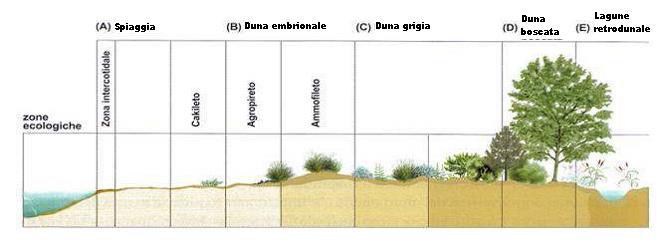 -dune costiere embrionali di primo stadio (Cakileto ed Agropireto) -dune embrionali di secondo stadio o dune bianche (Ammofileto) -dune grigie stabilizzate (Tortuleto-Scabioseto) -dune brune