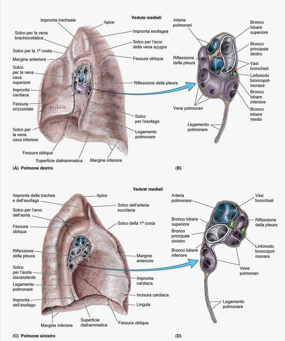 POLMONI: FACCIA MEDIALE Corrisponde al MEDIASTINO Concava, verticale, e delimitata dai MARGINI ANTERIORE e POSTERIORE In prossimità del margine posteriore c è l ILO, dove la PLEURA PARIETALE si
