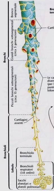 RAMIFICAZIONI BRONCHIALI I BRONCHI EXTRAPOLMONARI (Grossi Bronchi) penetrano nel Polmone a livello dell ILO Danno origine ai BRONCHI LOBARI (o SECONDARI) Essi si suddividono DICOTOMICAMENTE (fino a