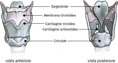 Laringe L'aria passata attraverso la faringe si immette nella laringe. All'ingresso della laringe si trova l'epiglottide, un lembo di tessuto cartilagineo che regola il passaggio dell'aria.