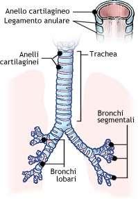 Trachea Alla laringe segue la trachea, un tubo rigido ma allo stesso tempo flessibile, le cui pareti sono rinforzate da anelli cartilaginei incompleti.